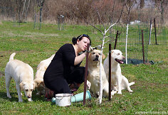 Daiva Grigonienė ir labradorai