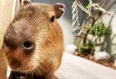 Spalis „Zoopark“ – išskirtinės pramogos ir nemokamos ekskursijos
