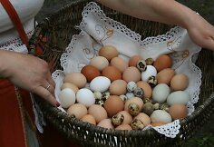 Ko jau ko, bet kiau&scaron;inių Pauk&scaron;čių kaime netrūksta