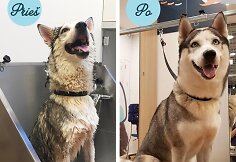 &bdquo;PetCity&ldquo; lankytojas prie&scaron; grožio procedūras ir po jų 