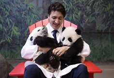 Kanados ministras pirmininkas Justinas Trudeau su pandų jaunikliais