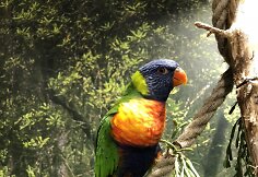 Daugiaspalvė loriketa