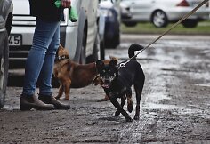 Kauno policininkai &scaron;unų prieglaudoje