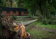 Nuvirtę medžiai Vingio parke