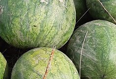 Žukų &scaron;eima kasmet sulaukia gausaus arbūzų ir melionų derliaus