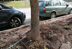 Sužalotos liepos Didlaukio gatvėje