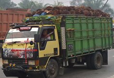 Palmių derliaus nuėmimas