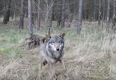 Vilkas