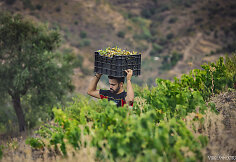 La Vendimia, Bodega Bentomiz, Axarquia, Malagos provincija 