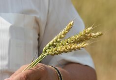 Joni&scaron;kio rajone javų laukais rieda kombainai