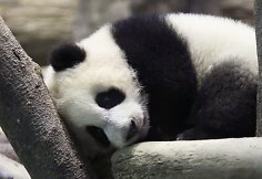 Panda Juan Zai traukia turistus i&scaron; viso pasaulio