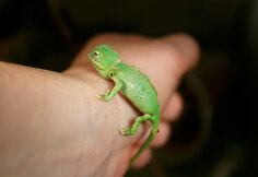 Jemeno chameleonas