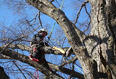 Arboristas