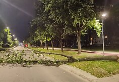 Išverstas medis Vilniaus Minties gatvėje