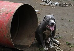 Pitbulis
