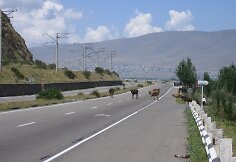 Armėnijos autostrada, kuria „naudojasi“ ir laukiniai gyvuliai