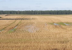 Apsemti laukai Roki&scaron;kyje
