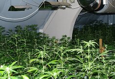 Nelegalios kanapės
