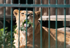 Lietuvos zoologijos sodo 82-asis sezono atidarymas