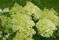 &Scaron;luotelinė hortenzija (Hydrangea paniculata &bdquo;Diamantino&ldquo;)