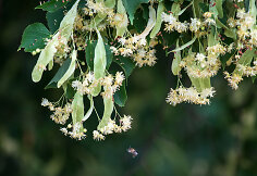 Labanoro gamta