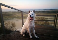 Baltasis &scaron;veicarų aviganis Aisas &ndash; tikras nuotykių mylėtojas