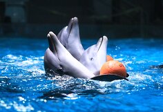 Delfinai ruošiasi susitikimui su žiūrovais