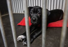 &bdquo;Pet Rescue Finland&ldquo; padeda rasti namus Suomijoje prieglaudų &scaron;unims i&scaron; Lietuvos