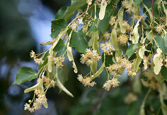 Labanoro gamta