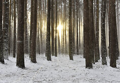 Snieguota Palanga