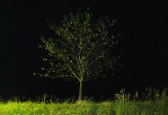 Pasivaikščiojimas heterotopija. Medis Nr. 8