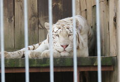 Trakėnų zoologijos sode