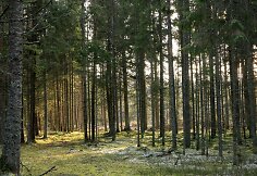 Algimanto apygardos partizanų kovos takais