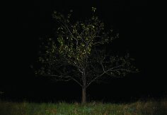 Pasivaikščiojimas heterotopija. Medis Nr. 4