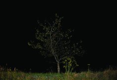 Pasivaikščiojimas heterotopija. Medis Nr. 7