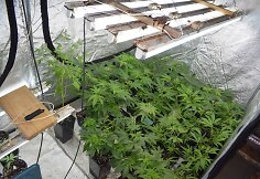 Aptikta kanapių auginimo laboratorija