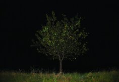 Pasivaikščiojimas heterotopija. Medis Nr. 3
