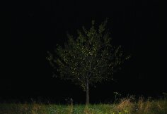 Pasivaikščiojimas heterotopija. Medis Nr. 6