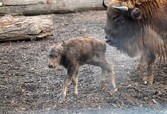 Lietuvos zoologijos sode gimė stumbriukas