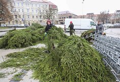 Statoma Kalėdų eglė prie katedros