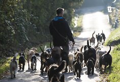 &Scaron;unų vie&scaron;butis Vokietijoje