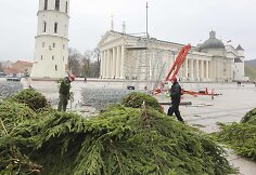 Statoma Kalėdų eglė prie katedros