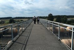 Pėsčiųjų viadukas Jonavos rajone