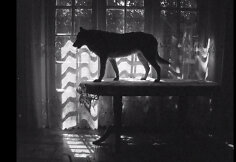 Eksperimentinio kino festivalis &bdquo;Suspaustas laikas&ldquo;