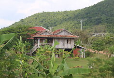 Kambodžos pipirų plantacijos