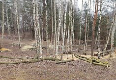 Pjaunami medžiai Pilaitės Priegliaus g.