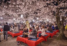 Kiote žydinčios sakuros sutraukia minias japonų ir turistų