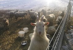 „Tautmilės prieglaudose” prieglobstį randa tiek laukiniai gyvūnai, tiek naminiai gyvuliai. „Tautmilės globa” nuotr.