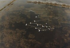 Pavasario potvynis pamaryje