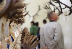 Žagarės dvare – trofėjų paroda su lapių medžioklės imitacija